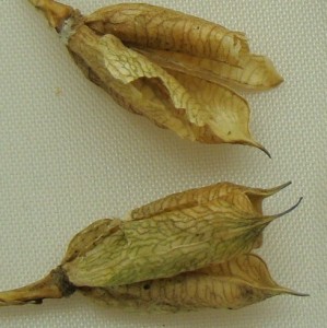 Delphinium Seeds