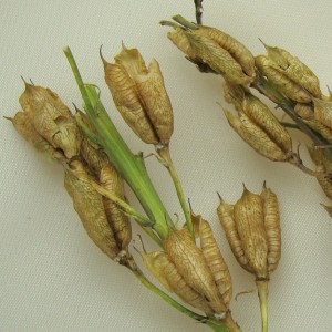 Delphinium Seeds