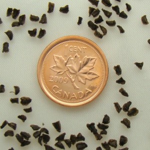 Delphinium Seeds