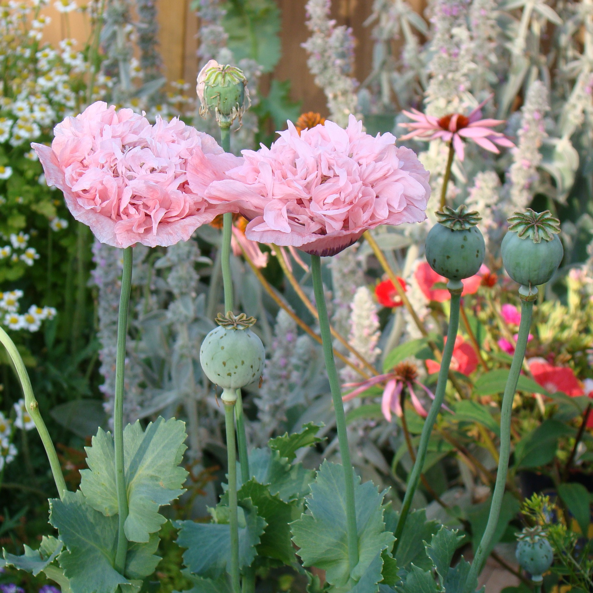 Poppy Papaver Pink Peony | The Seed Basket