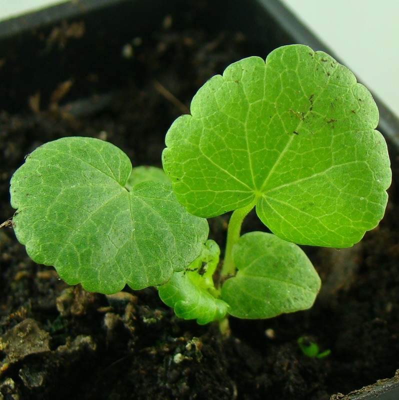 Betony 'dwarf' Stachys Minima Seedling Image 