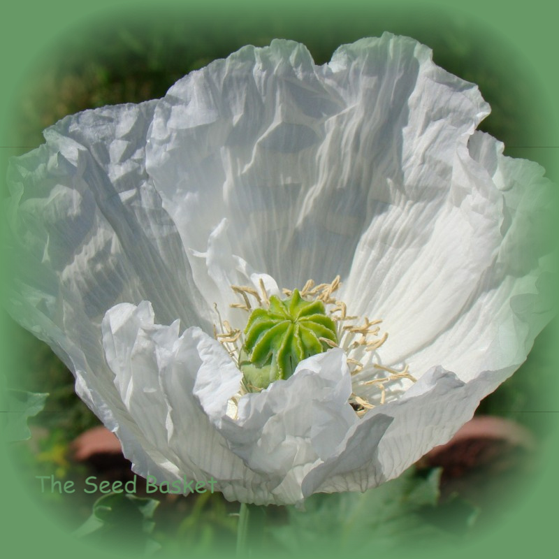 White Papaver