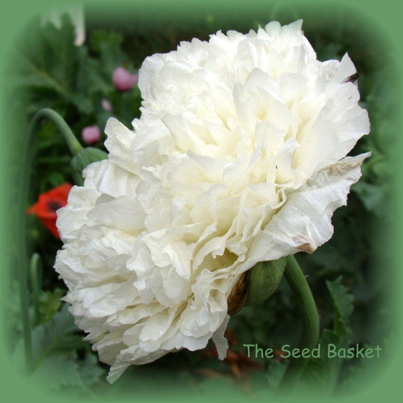 White Papaver