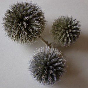 Echinops 'Globe Thistle' – Flower, Seed Head and Seeds | The Seed Basket