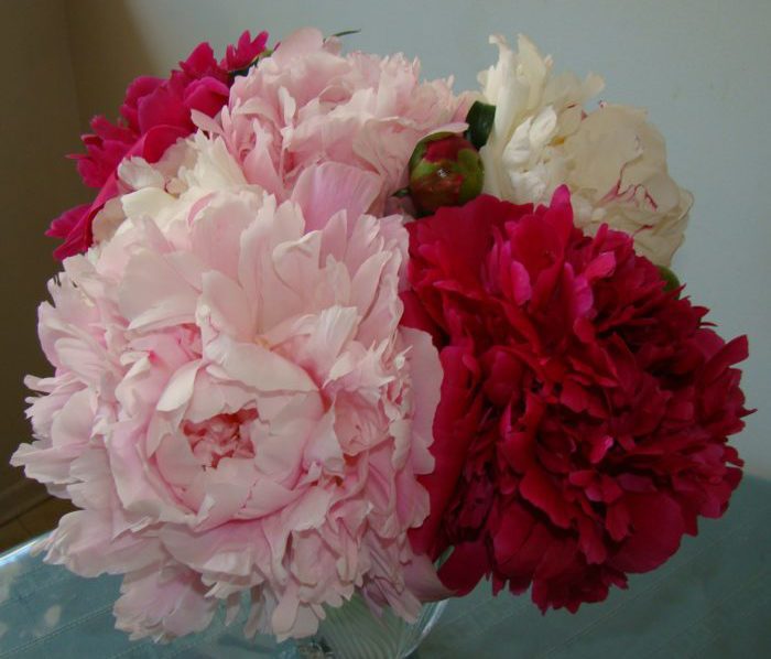 Peony S The Seed Basket   Peonys 2 E1536948716357 