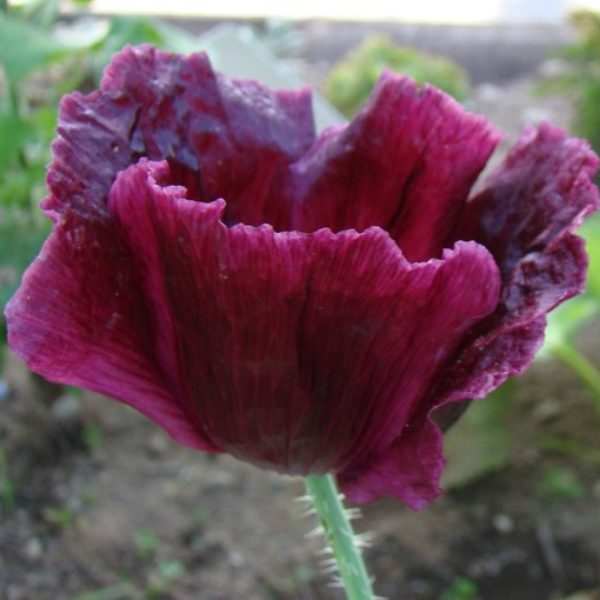 Black Beauty Poppy Seeds – 250+