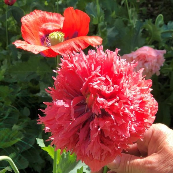 Mary’s Garden – Beautiful Collection of Poppy Seeds
