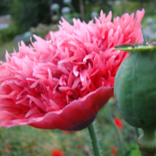 Fringed Pink Peony Poppy Seeds – 250+ Seeds