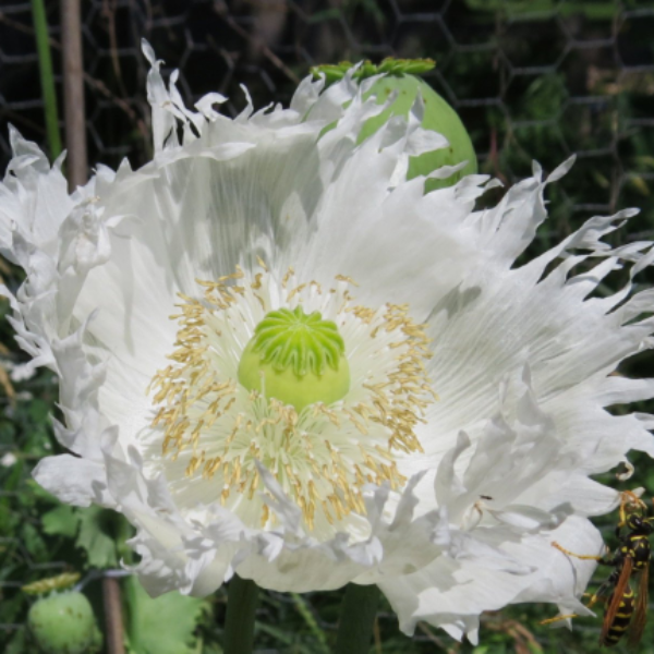 Fringed Persian White Poppy – 250+ Seeds