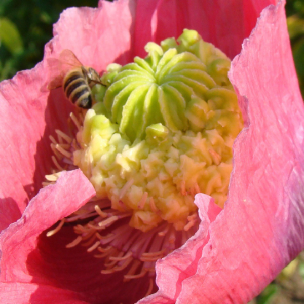 Hens and Chicks Poppy – 250+ Seeds