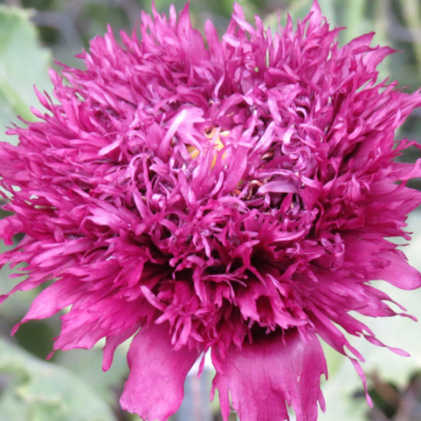 Black Currant Poppy – 250+ Seeds
