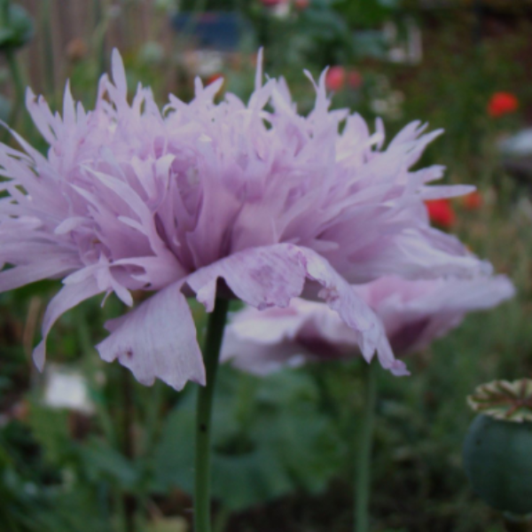 Ribbons and Curls Poppy – 250+ Seeds