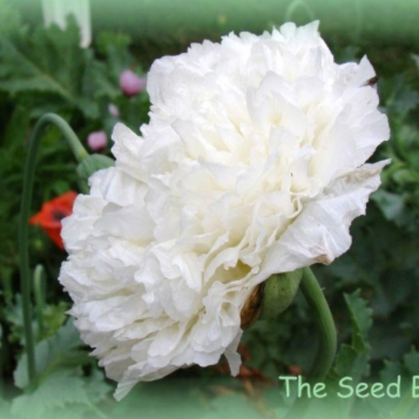 White Cloud Poppy – 250+ Seeds