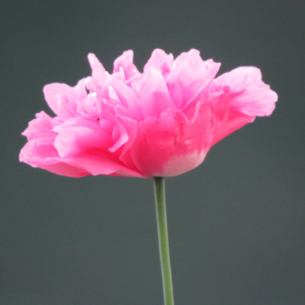 Bombast Rose Peony Poppy – 250+ Seeds