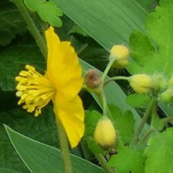 Greater Celandine – Wood Poppy – 100+ Perennial Poppy Seeds