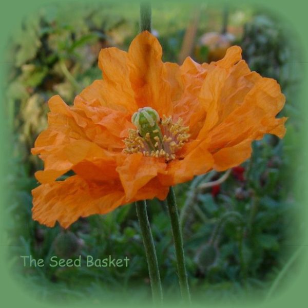 Double Spanish Tangerine – Perennial Poppy – 250+ Seeds