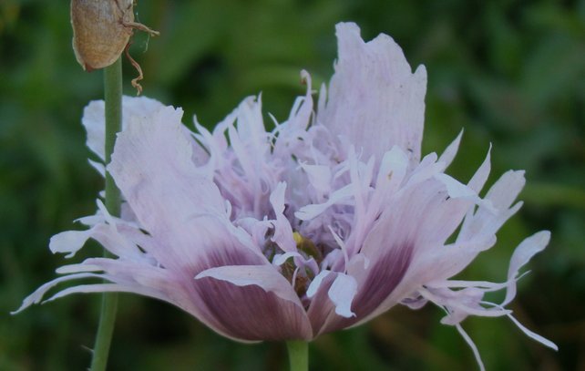 Ribbons and Curls Poppy – 250+ Seeds – The Seed Basket