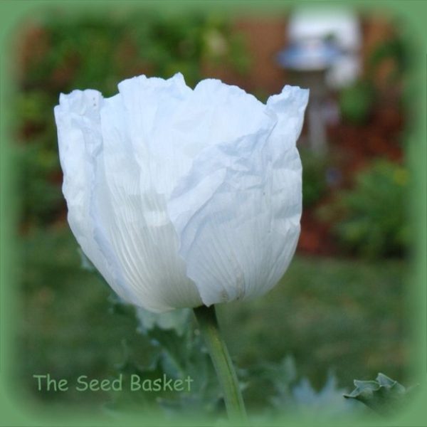 Persian White Poppy – 250+ Seeds