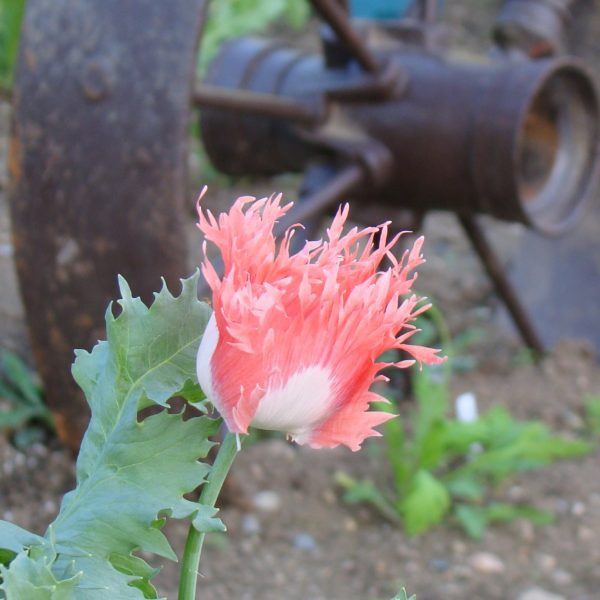 Pink Feathers Single Poppy – 250+ Seeds