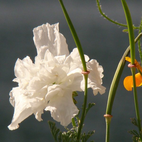 Snow Bride Poppy – 250+ Seeds