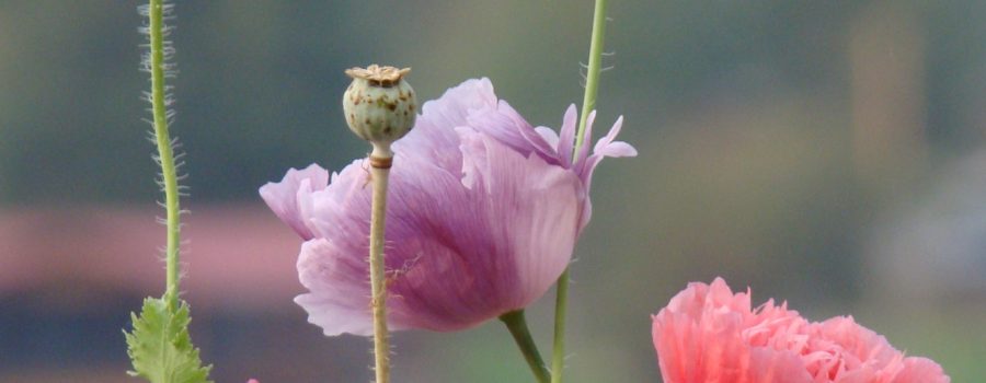 For The Love of Poppies #3 – Growing Poppies in Pots