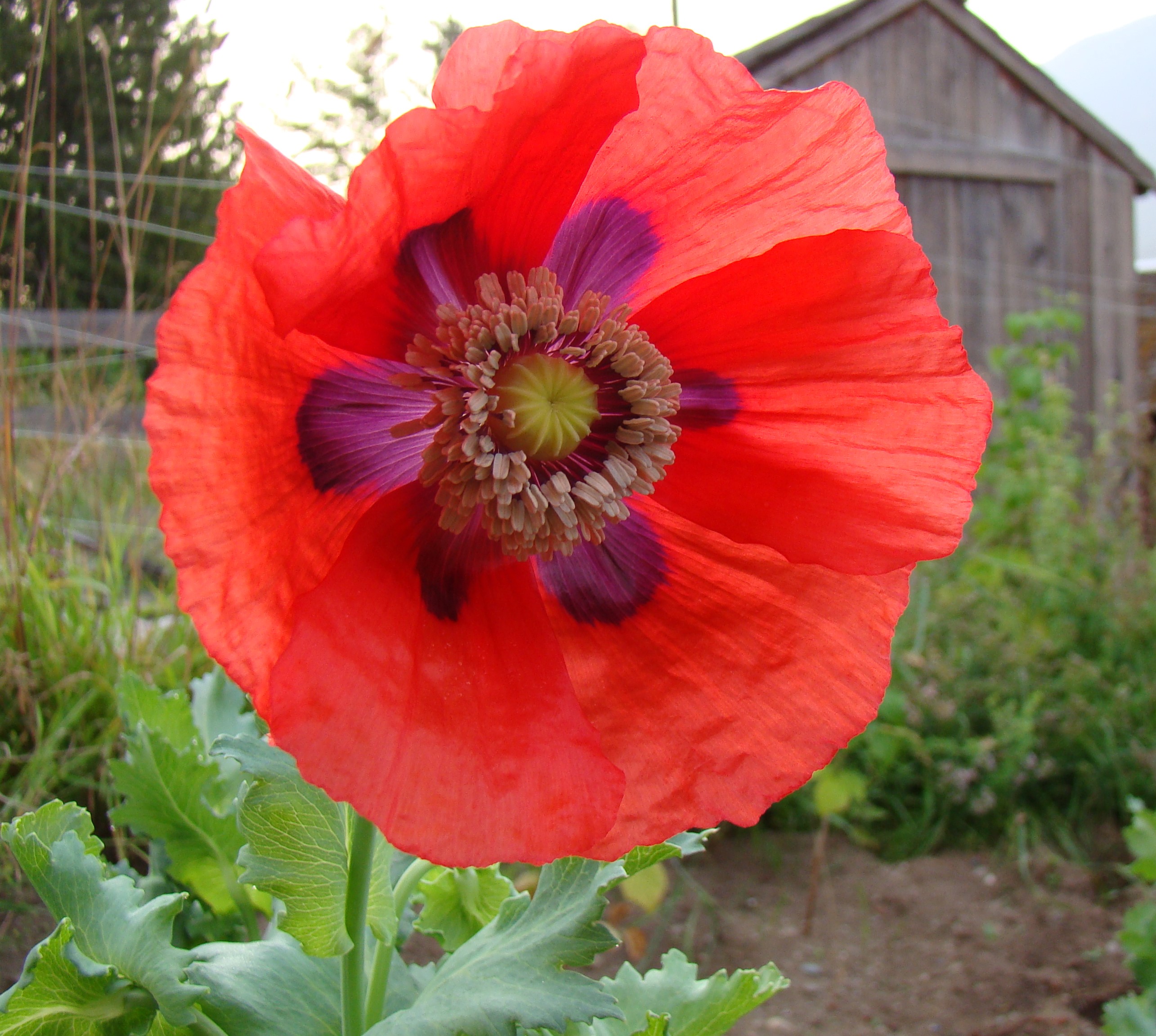 Breadseed Poppy Seed Mix 250+ Seeds The Seed Basket