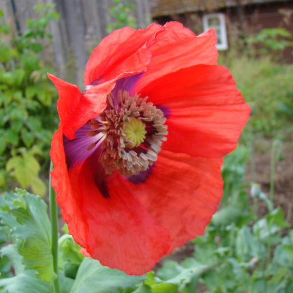 Breadseed Poppy Seed Mix – 250+ Seeds