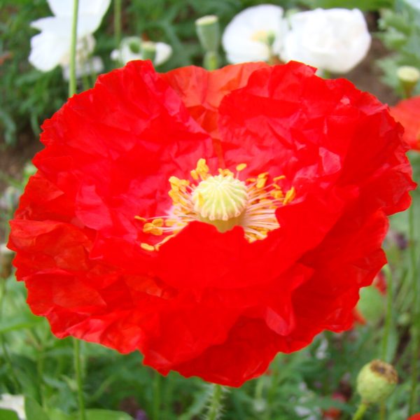 Red Poppy Seed Surprise 250+