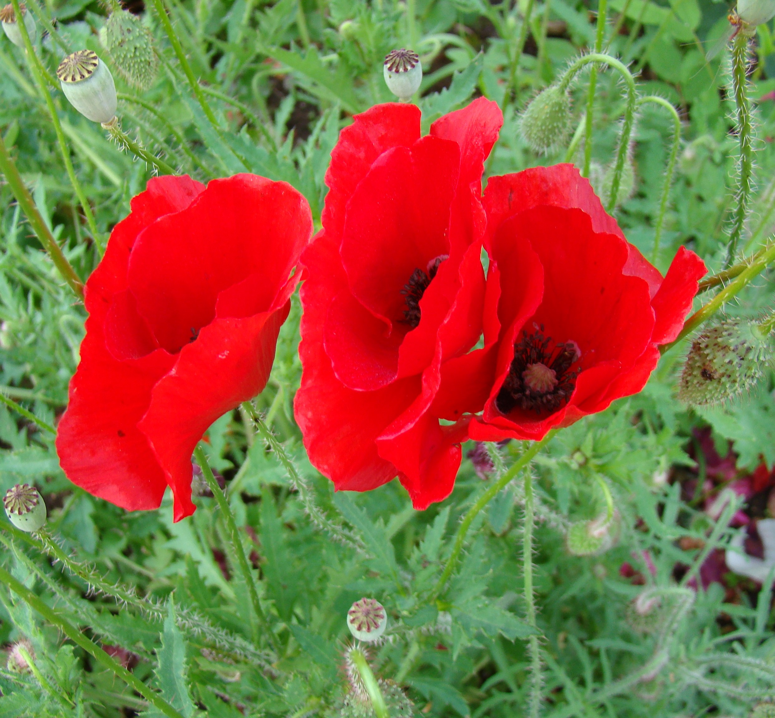 Legion of Honor Poppy Seeds – 250+ Seeds – The Seed Basket