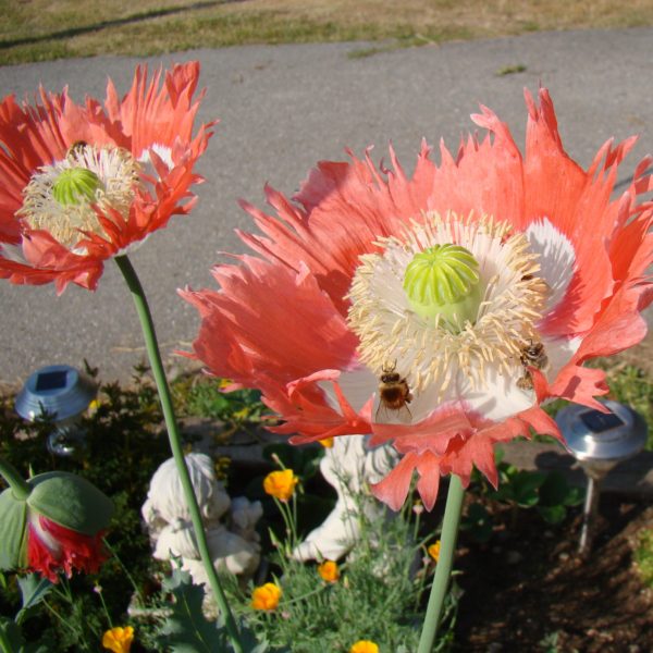 Coral Feathers Fringed Single Poppy – 250+ Seeds