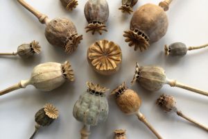 For The Love of Poppies #2 – Seed Pods for use in crafts